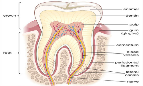 Illustration of a tooth showing the location of the periodontal ligament.  The illustration shows a cross-section of a tooth.