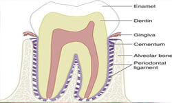 Illustration of a tooth showing Removal Periodontal Ligament by Premier Holistic Dental in London.